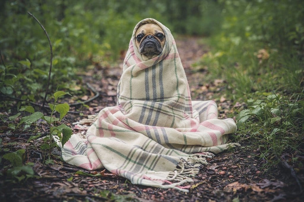 Quels sont les maladies les plus courantes du chien ?