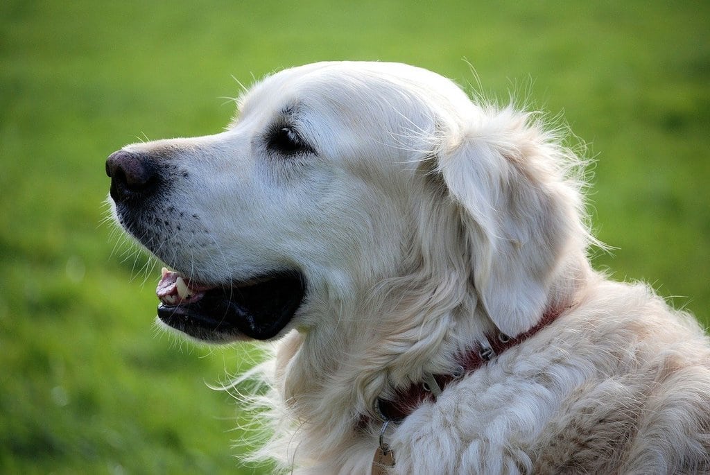 Pourquoi prendre une assurance pour un chien ?